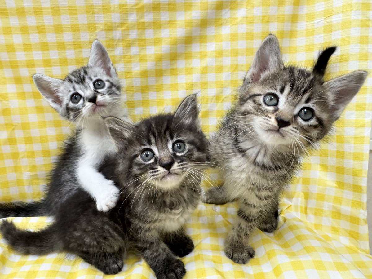 ☆*:.｡.飼い主様募集中.｡.:*☆

4月末生まれの男の子2頭と女の子です。
ノミダニ駆除、虫下し済みです。
病院にお電話にてお問い合わせ下さい。
よろしくお願い致します。

029-270-5900 #茨城 #猫 #里親募集