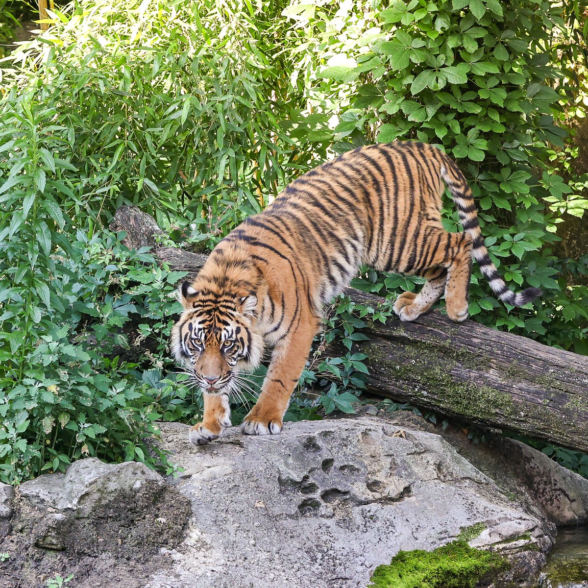 Pouncing into #TigerTuesday with Bulan! 🐯

Sumatran tigers, like Bulan, are ambush predators who use the dense forests of Sumatra to stay hidden until the perfect moment to strike.