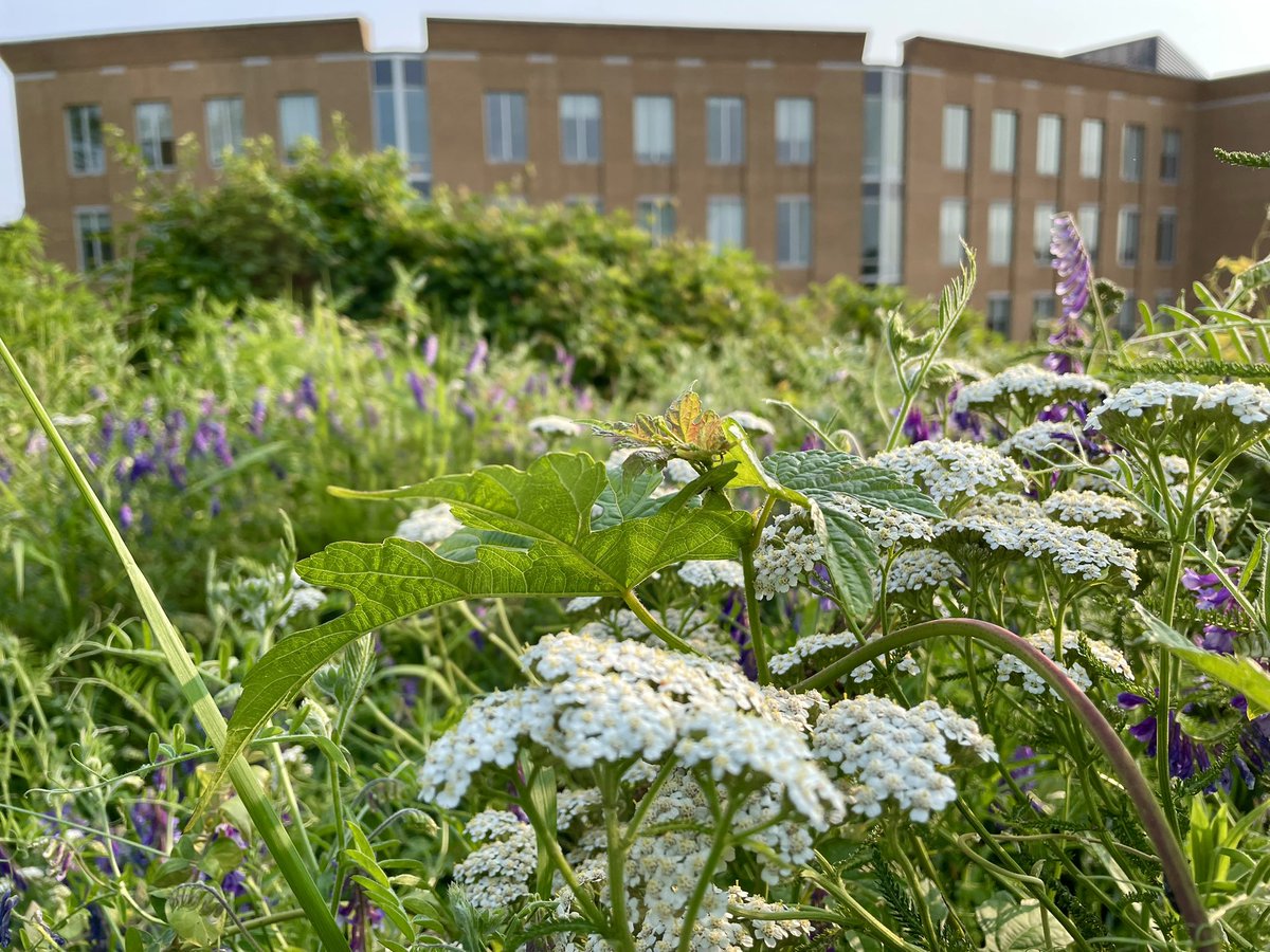 Conthescene's tweet image. Sunny afternoon at the Native Meadow Habitat on Howard University West Campus 馃尲 馃悵