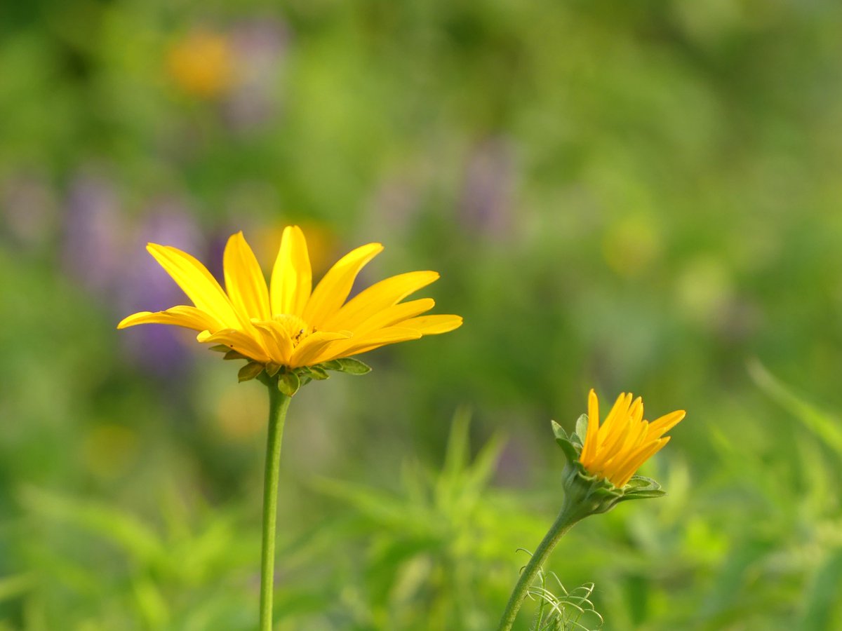 Conthescene's tweet image. Sunny afternoon at the Native Meadow Habitat on Howard University West Campus 馃尲 馃悵