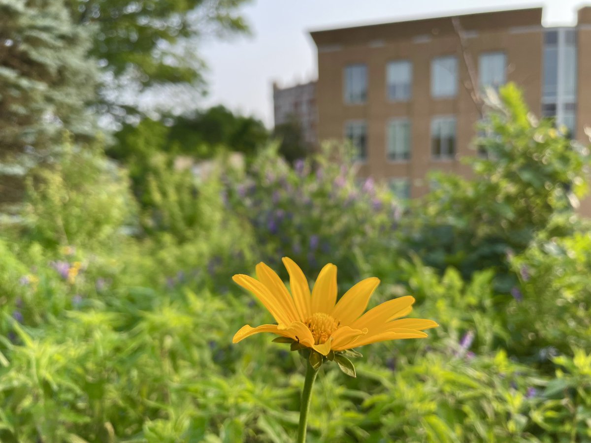 Conthescene's tweet image. Sunny afternoon at the Native Meadow Habitat on Howard University West Campus 馃尲 馃悵