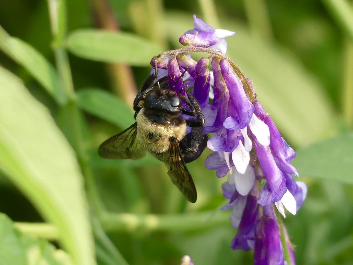 Conthescene's tweet image. Sunny afternoon at the Native Meadow Habitat on Howard University West Campus 馃尲 馃悵
