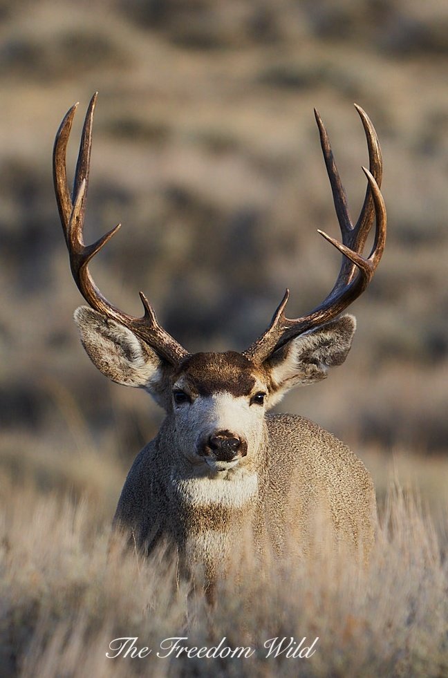 #wildlifephotography #wildlife 🦌 📷