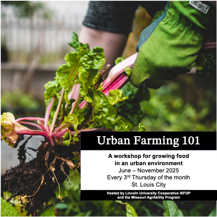 Trying to grow food in an urban setting? Learn the skills and knowledge needed for successful urban farming at Urban Farming 101, hosted by Lincoln University and the MO AgrAbility Program. Register now: lincolnu.qualtrics.com/jfe/form/SV_29…
Questions? Contact Mary Keeter: 636-234-3051