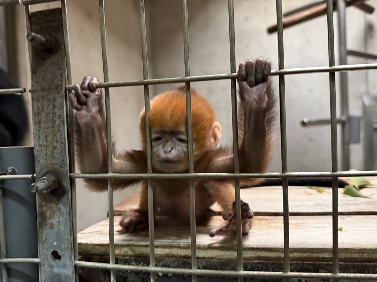 【お知らせ】
本日、今年２頭目に誕生した #フランソワルトン の赤ちゃんの展示はお休みします。また会いに来てくださいね🍃
#ZOORASIA #ズーラシア #FrancoisLangur