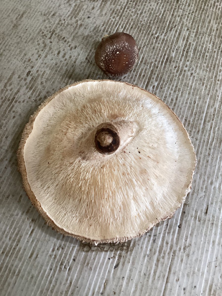 ドデカしいたけ採れちゃった🙀

①すっげえじゃん😺焼いたら美味いぞ😻

②規格外の極み。ちゃんと収穫しろ。

あなたは、どっち？？😼

#しいたけ