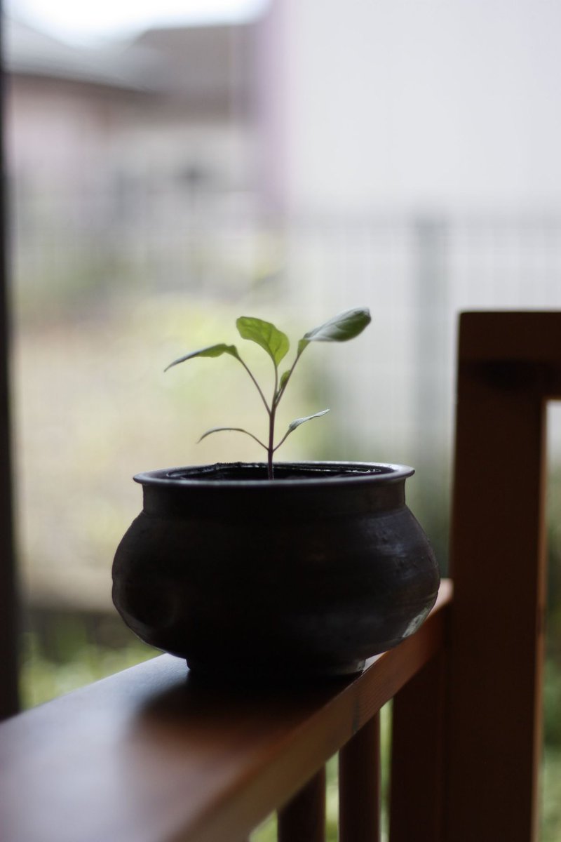 sat_si_'s tweet photo. 17年前の一眼レフをもらってきた。
ファインダー覗くのも楽しいし、
カシャって音も心地よい。
レンズは生えてきた。

CANON EOS Kiss X2｜EF 50mm f1.8 https://t.co/MCZzjhnOlL