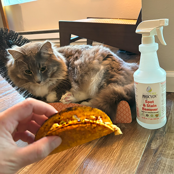 Donovan the Procyon cat wishes you a happy #TacoTuesday

When Donovan makes a mess, or when you spill the contents of your taco, Procyon Spot &amp; Stain Remover is there. And your cat will love the safe, effective green cleaning solution as much as Donovan loves Procyon &amp; tacos.