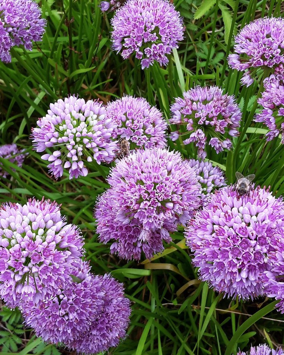GardenSageApp's tweet photo. The only tears this onion brings are tears of joy. 🥲

💜 2018 Perennial Plant of the Year
🦋 Pollinator magnet
☀️ Loves the sun
🌿 Thrives in dry soil
📏 Grows in tidy clumps (15–20in tall)
🪴 Perfect for sunny borders &amp; low-maintenance beds

https://t.co/F6hdZ4vFXJ https://t.co/m2RHSJkEyp