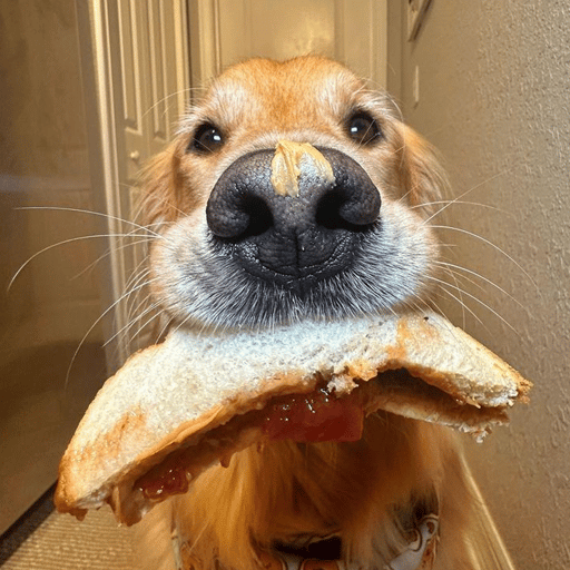 i like peanutbutterjelly

$pbj

Fp6iELVThyaB8mWUsTjPXyoGDSEKken2BCjJq7iqpump