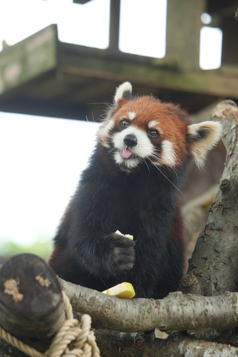 😋
#八木山動物公園 #レッサーパンダ