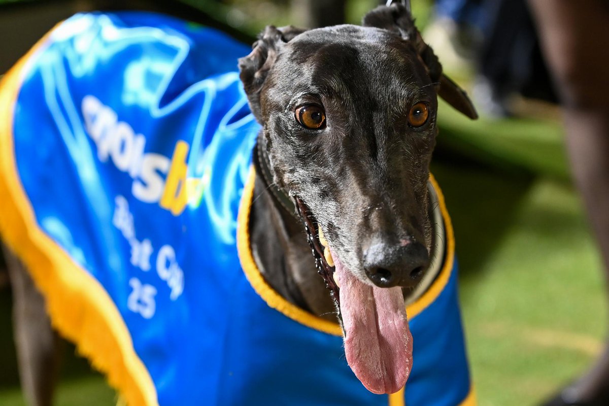 Champion sprinter Explicit is back in and young gun Tribeca returns to racing.

The Pink Diamond ramps up big time on Thursday and Friday 💎 | grv.org.au/news/2025/06/0…
