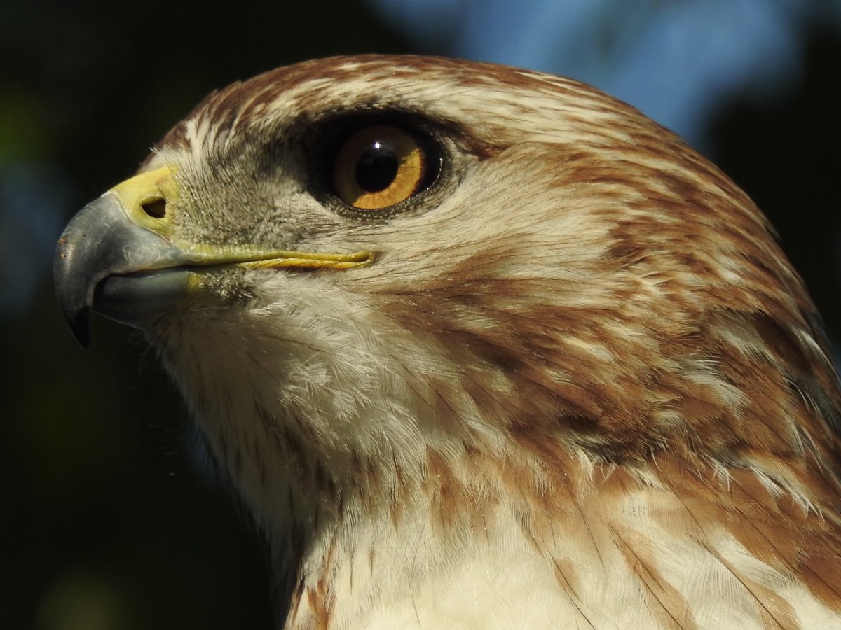 Red-tailed hawk today in Prospect Park. <a href="/BirdBrklyn/">Brooklyn Bird Alert</a> <a href="/prospect_park/">Prospect Park</a>