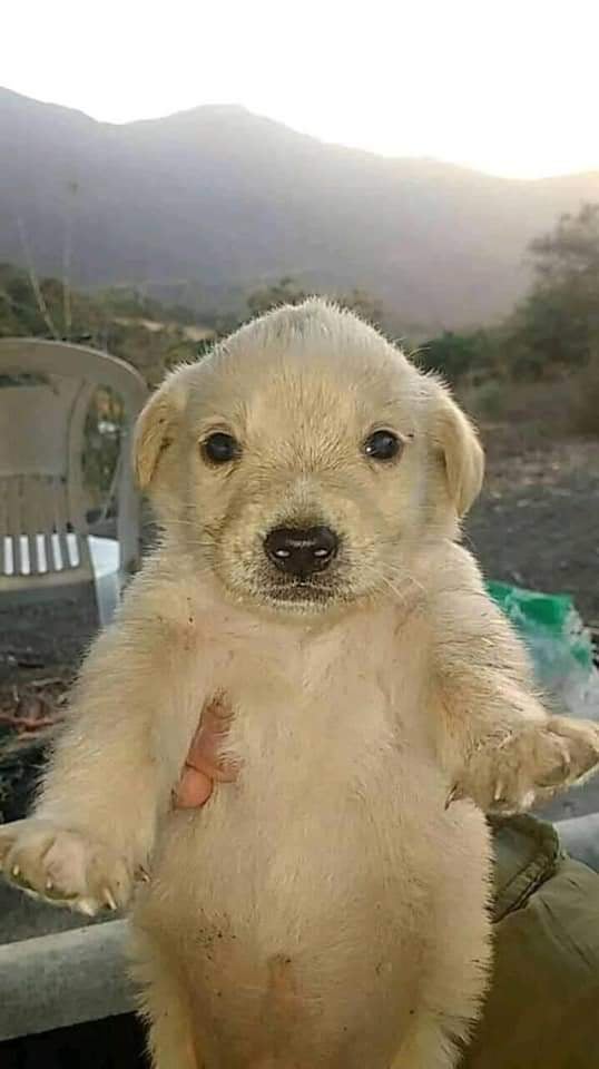 ≯ ʟᴀsᴇᴋ tweet media