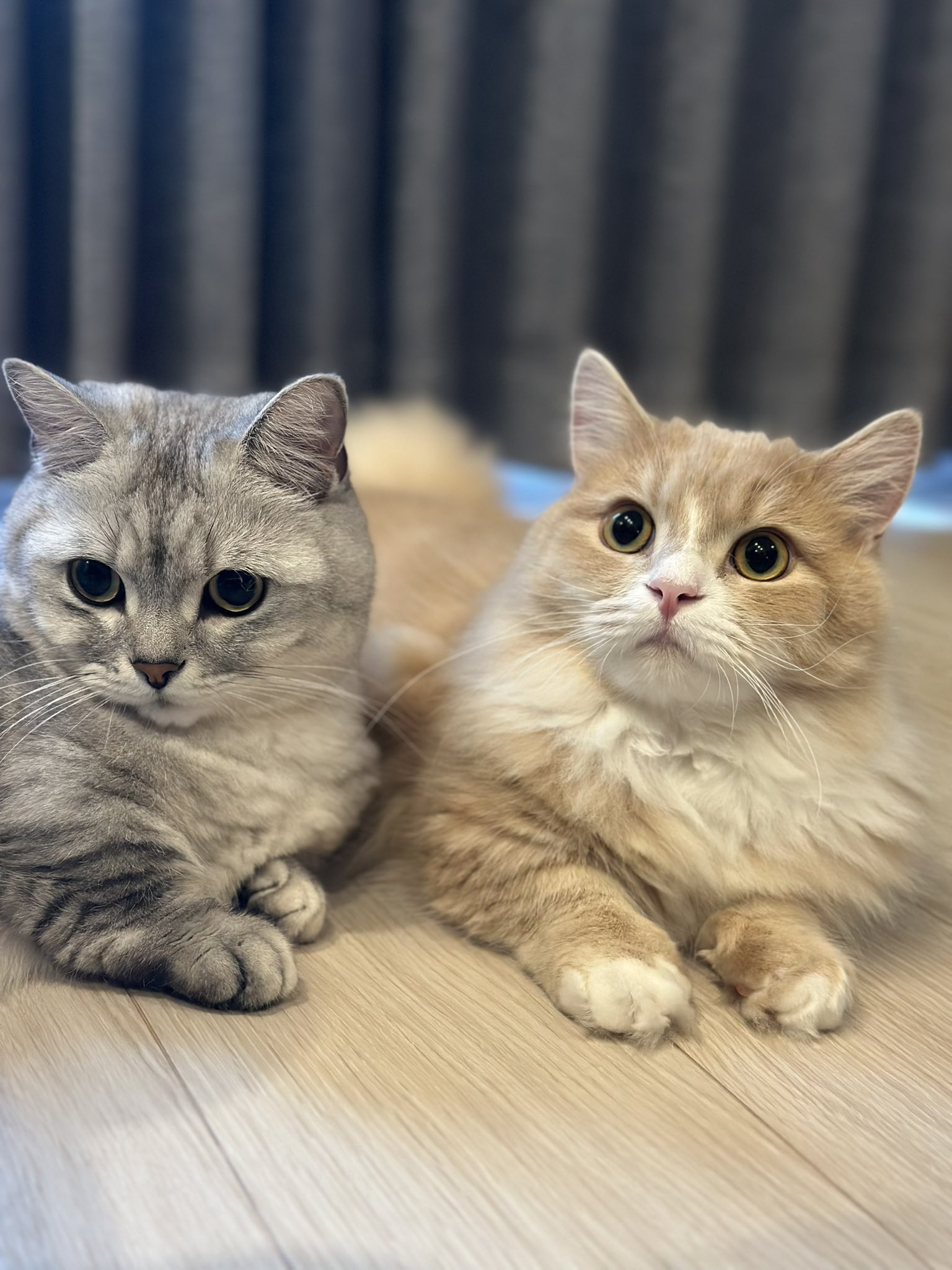 ねこ JXK Studio 1/6 JXK003 猫 ネコ チャイニーズ キャット 4種