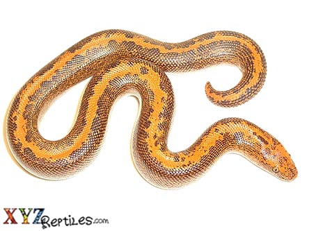 XYZReptiles tweet media