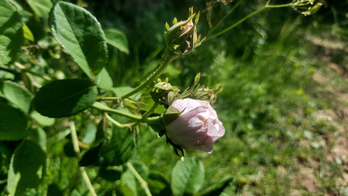 Today's Old #Rose is the gorgeous 'Duchesse de Montebello' (Laffay, 1824). Full quartered blooms of blush pink with a strong old rose perfume. A hybrid between a Gallica &amp; a China rose, she is a beauty. 🌹