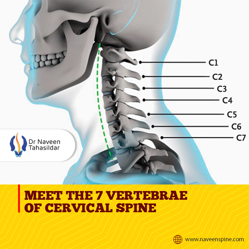 NaveenSpine's tweet photo. Meet the 7 vertebrae of your cervical spine — C1 to C7! These small but mighty bones support your head, protect your spinal cord, and let your neck move with ease. They literally help you keep your head held high!
#CervicalSpine #NaveenSpine #DrNaveenTahasildar #SpinalDisorders https://t.co/lT2IsP1dik