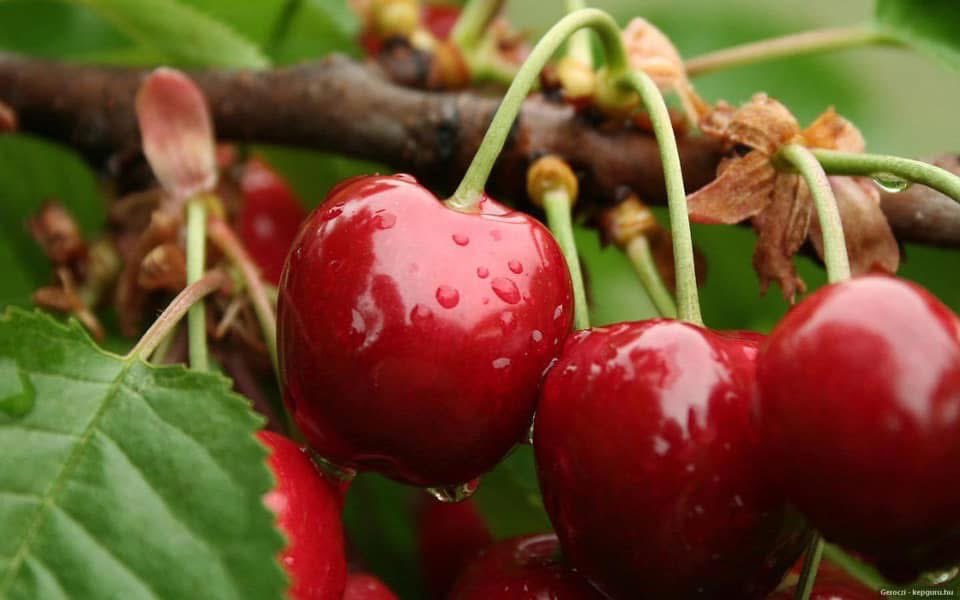 Hiç böyle ısınmamıştım;
Daldaki vişneye,
Vitrindeki aydınlığa,
Salça kokusuna mutfağımın,
Akan dereye, uçan buluta,
Hiç böyle ısınmamıştım yaşamaya...

Edip Cansever

Günaydın dostlar