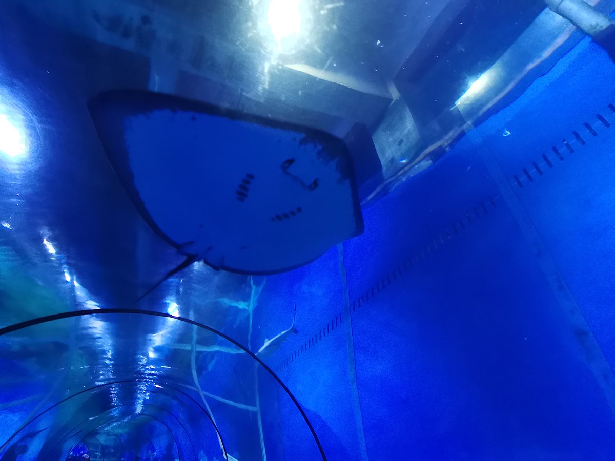 鉴政或许会带来快乐
水族馆一定能带来快乐