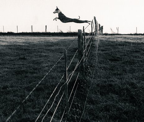 UK photographer Fay Godwin, Leaping Lurcher, 1972 #womensart