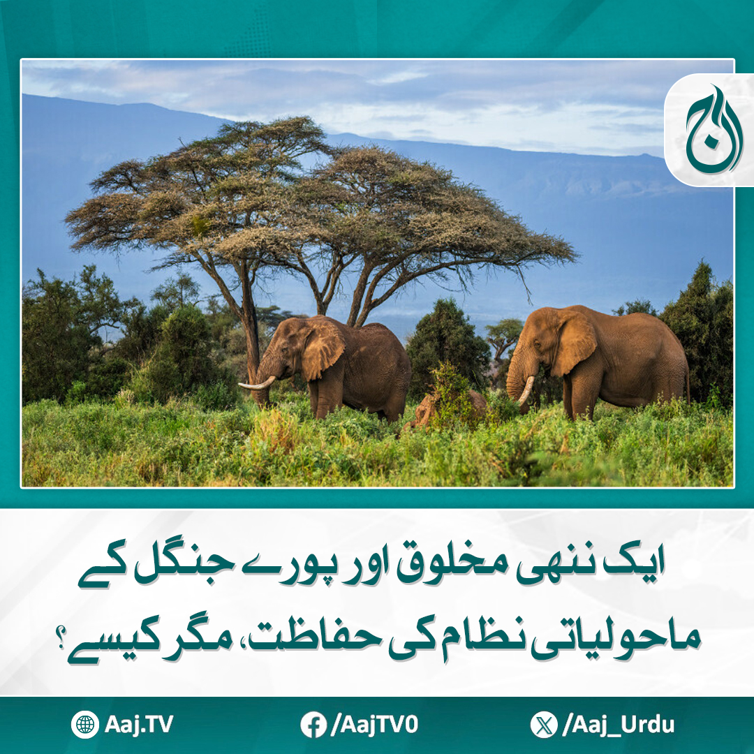 Aaj_Urdu's tweet photo. ماحول کی حالیہ تبدیلی سے شیر اب زیبرے کی بجائے بھینسوں کا شکار کرنے پر مجبور
مزید پڑھیئے: https://t.co/AREMNt1Lhi
#AajNews #Wildlife #EcoSystem #NatureConservation #TinyHeroes https://t.co/XKdz8ttOlx