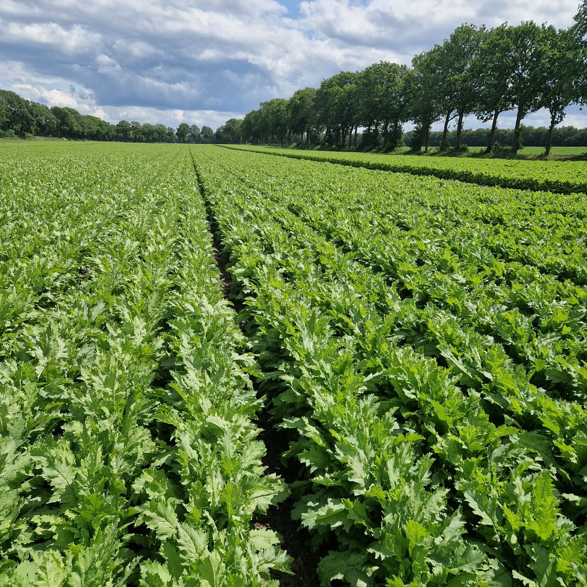 kramerstart's tweet image. Onlangs werden er zelf bloemen gezaaid met een 𝐏𝐫𝐨𝐬𝐞𝐞𝐝𝐞𝐫 𝐒𝐢𝐧𝐠𝐥𝐞. Zo kan er van alles worden gezaaid met onze zaaimachines. 🌸

#kramer #kramertheperfectstart #zaaien #bloemen #zaaimachine #zaaitechniek #mooiwerk