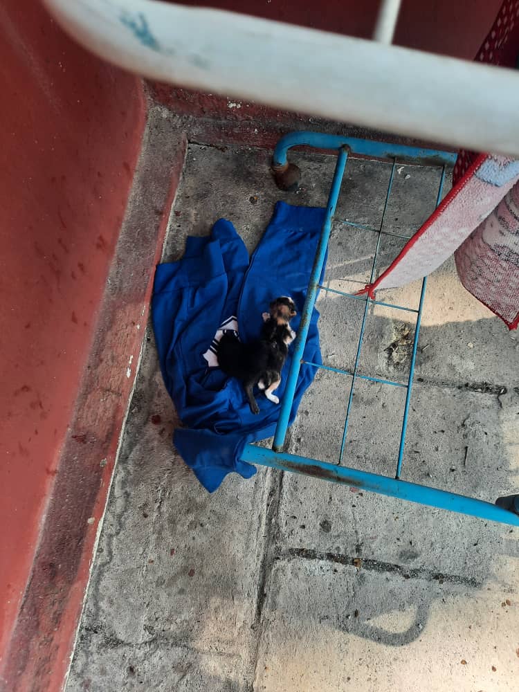 📌SS 19,SHAH ALAM

IBU SUSUAN DIPERLUKAN SEGERA.. IBU KUCING MATI KEMUNGKINAN KENA RACUN..BABY² NANGIS KT TEPI SI IBU MASA DITEMUI..TOLONG SESIAPA YG ADA IBU MSH MENYUSU ANAK YG BOLEH TUMPANGKAN DIORG.. ASAL 4 TP LAGI 2 XTAU SAPA AMBIK.. 

0122614387