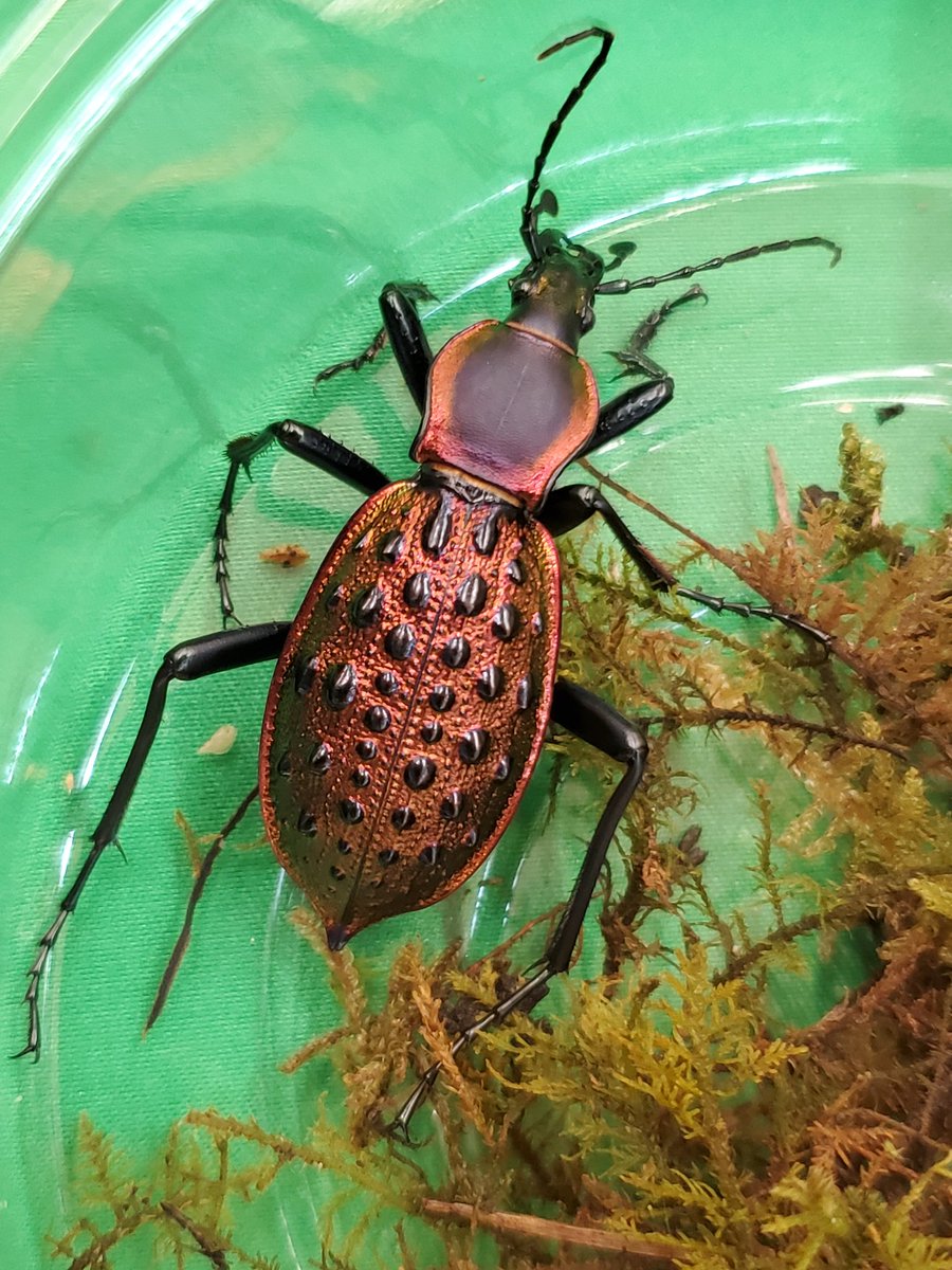 広西省産の『テイオウカブリモドキ』🕷 個体によってツヤや光沢が全然