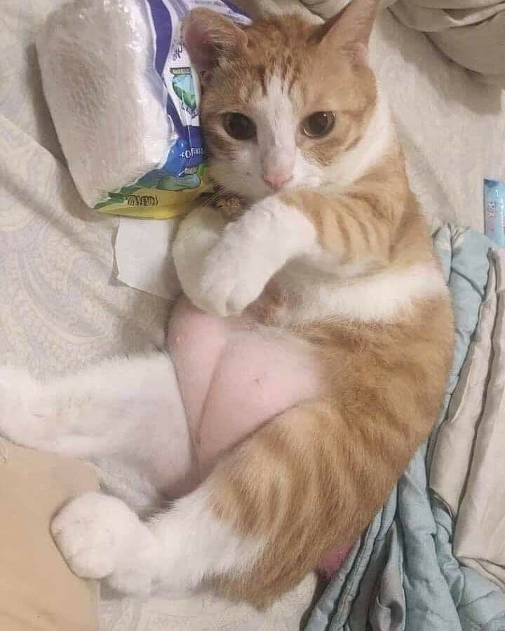 TheCatsX's tweet photo. its a heart shape https://t.co/GUwkGYtQAW