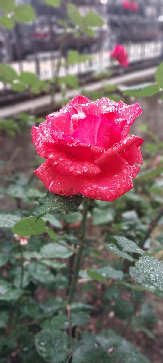 Misafir (@ahileefgan) on Twitter photo 