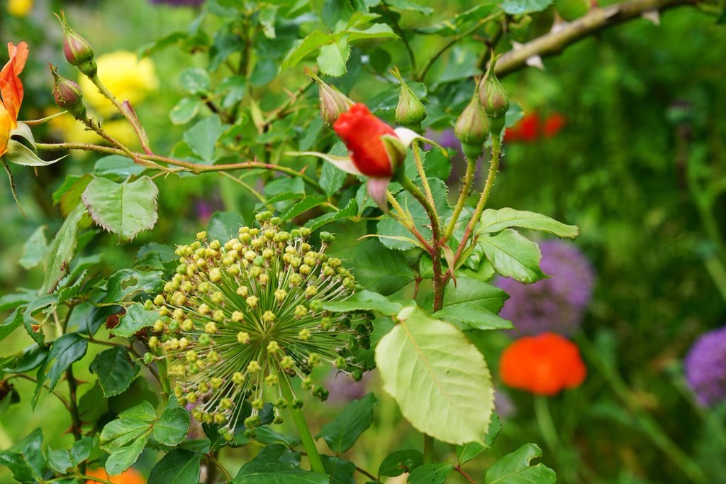 Guten Morgen ihr Lieben 🫶 
Einen erfolgreichen Mittwoch wünsche ich Allen 
🤗🍀☕️☕️🌺👋