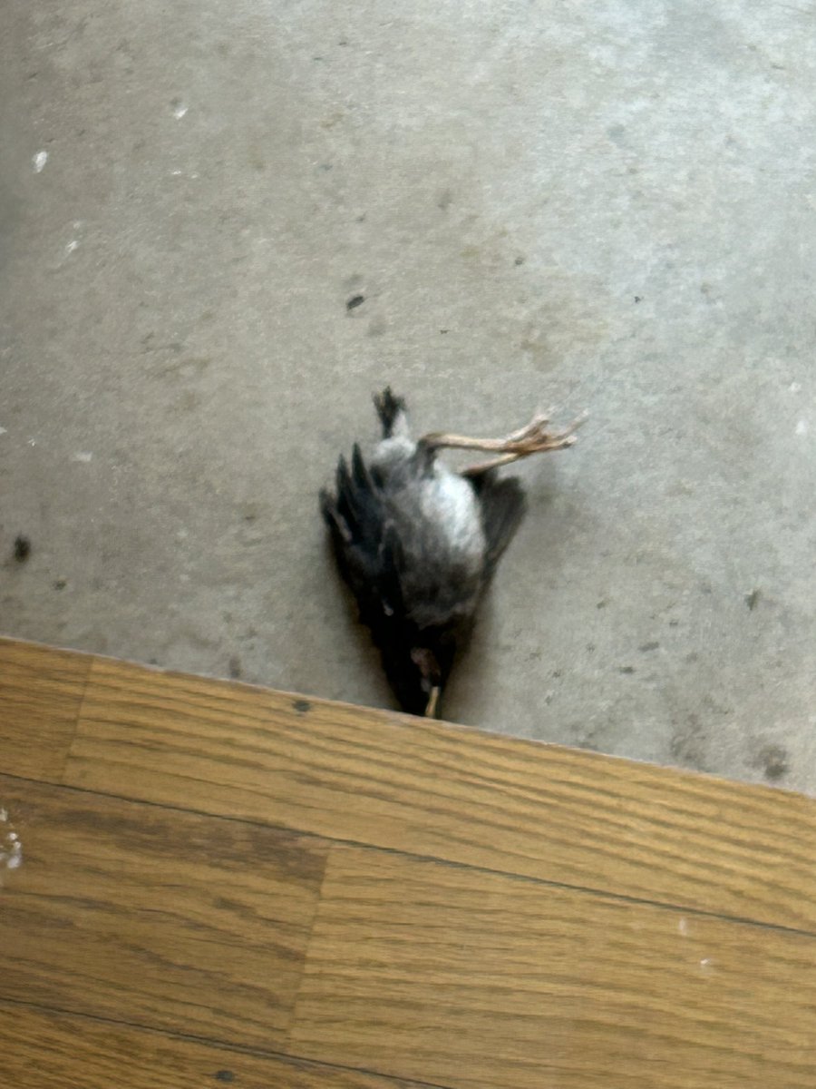 zip__bear's tweet image. さっきまでバタバタ飛んでたのに急に墜落した。
胸動いてるし生きてるみたいだけどどうすべきなんかな？