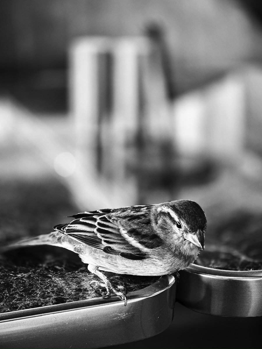 sandradimbour's tweet photo. #bonjour
L’ #oiseau du #resto 🙂 #biarritz #paysbasque #nouvelleaquitaine #sudouest #france
📷 prise en #noiretblanc
#bird #table #restaurant #streetphotography #shotbyme #photography #moment #life #lefestyle #bnw https://t.co/K3FEDrMrJO