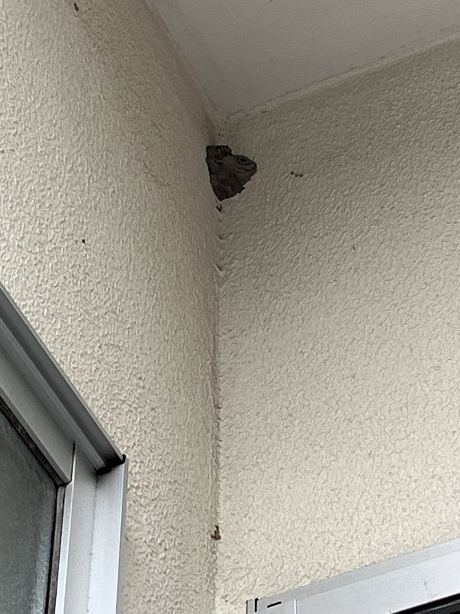 蜂の巣らしきもの発見した‼️