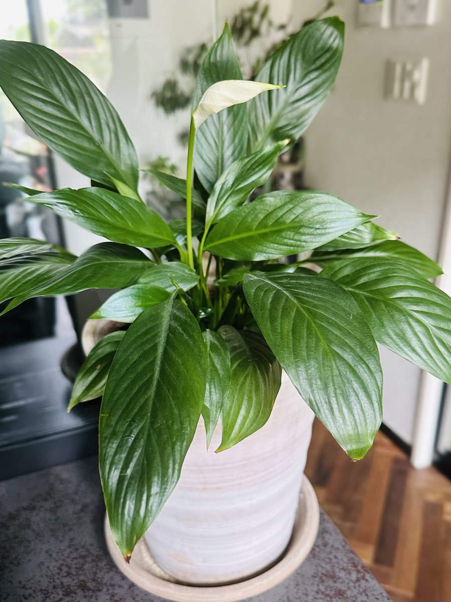 DAISOで買ったスパティフィラムがすくすく育ち、ついにつぼみがつきました。無事に開花しますように（由） #おうちじかん