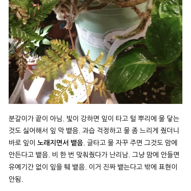 후마타 고사리에서 숨도 안 쉬고 분노하시는 거 보고 너무 웃었어요😂😂