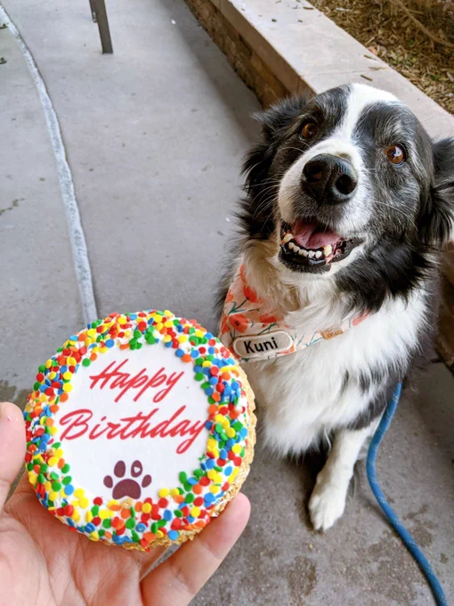 Happy would be 16th birthday to Kuni! It's been 9.5 months since she crossed the rainbow bridge but I've thought about her constantly every day. It is still a habit of mine to check on her in the morning, after work and before I sleep I miss her dearly