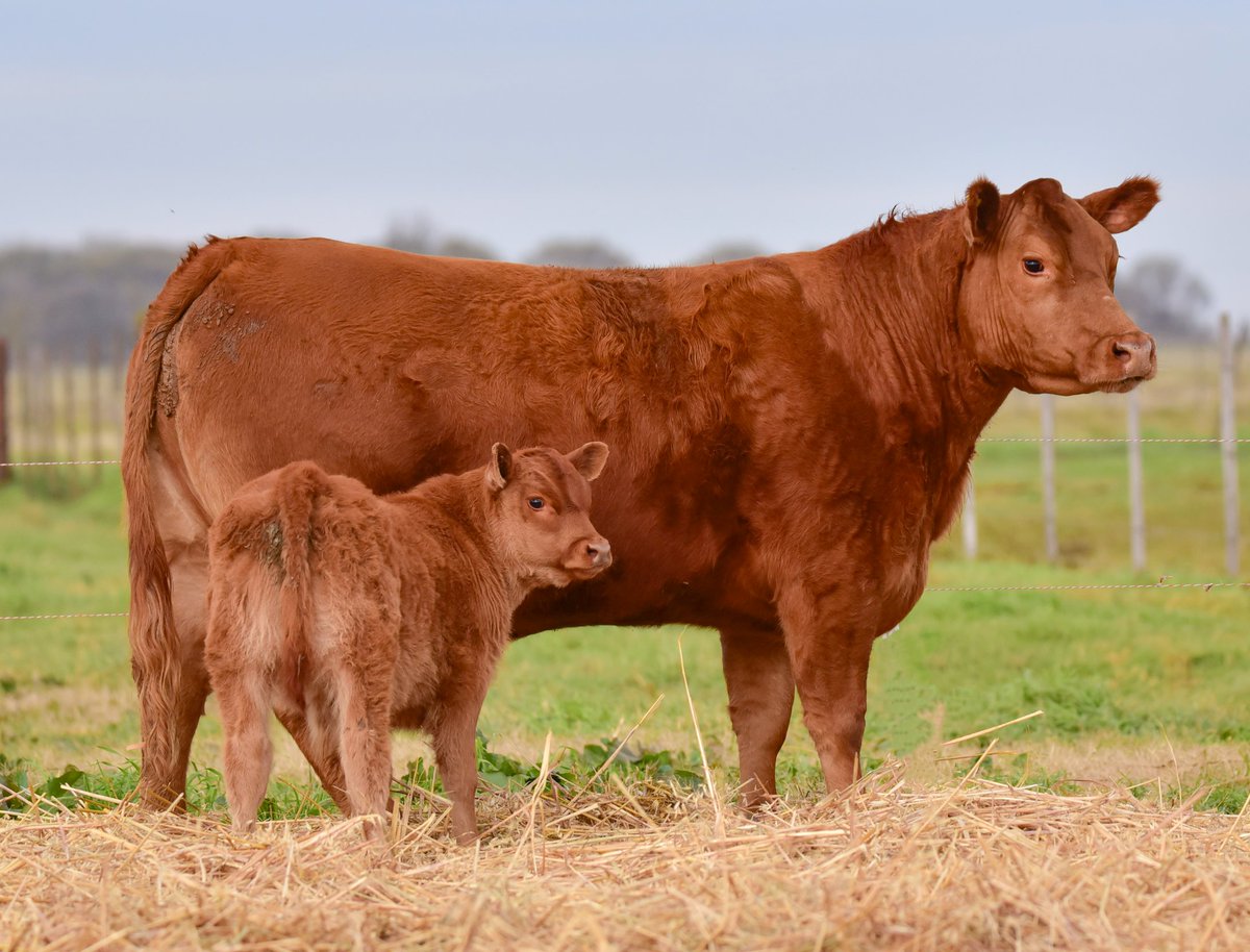 Por estos días, sesión de fotos con las hermosas mamis Limangus de Cabaña LOS CHOLES de Administración Cook 
Previa de su Remate Selección de Otoño, a realizarse el 26 de junio en Estación Ombú, cerca de Huanguelén (Pcia de Bs As)