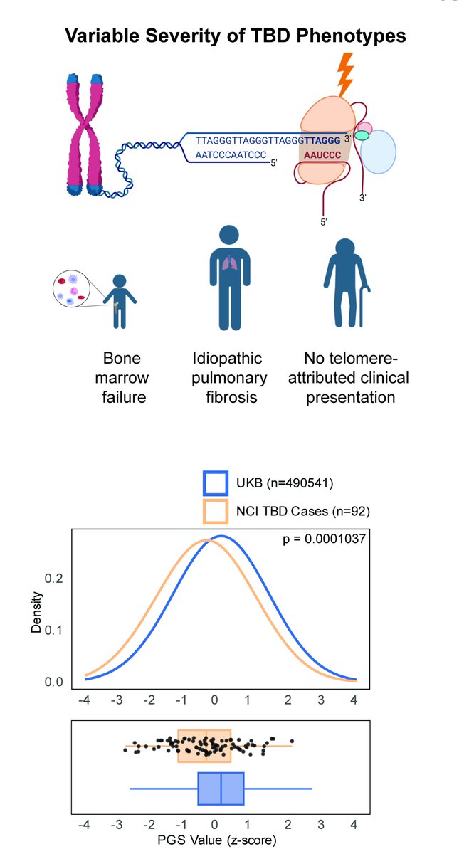 Vijay Sankaran (@bloodgenes) on Twitter photo Delighted to have our work on Polygenic Modifiers of #TelomereBiologyDisorders, led by <a href="/michaelpoeschla/">Michael Poeschla</a>, along with <a href="/SashaGusevPosts/">Sasha Gusev</a>, <a href="/mitchiela/">Mitchell Machiela</a>, <a href="/SharonSavageMD/">Sharon A. Savage, M.D.</a>, <a href="/hemanth_tummala/">Tummala H</a>, and others, published as an advanced online paper in <a href="/jclinicalinvest/">Journal of Clinical Investigation</a> today: Delighted to have our work on Polygenic Modifiers of #TelomereBiologyDisorders, led by <a href="/michaelpoeschla/">Michael Poeschla</a>, along with <a href="/SashaGusevPosts/">Sasha Gusev</a>, <a href="/mitchiela/">Mitchell Machiela</a>, <a href="/SharonSavageMD/">Sharon A. Savage, M.D.</a>, <a href="/hemanth_tummala/">Tummala H</a>, and others, published as an advanced online paper in <a href="/jclinicalinvest/">Journal of Clinical Investigation</a> today: