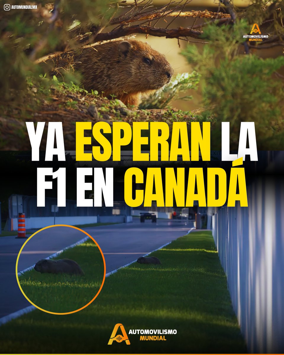 esta publicación es para DECRETAR ✨🦫
que todo salga BIEN con las MARMOTAS de Canadá 🙏🏼

Ya andan rondando el circuito, ya huelen que se VIENE  la F1... pero que esta vez no pase NADA, que todas salgan sanas, salvas y felices ❤️‍🩹

#f1