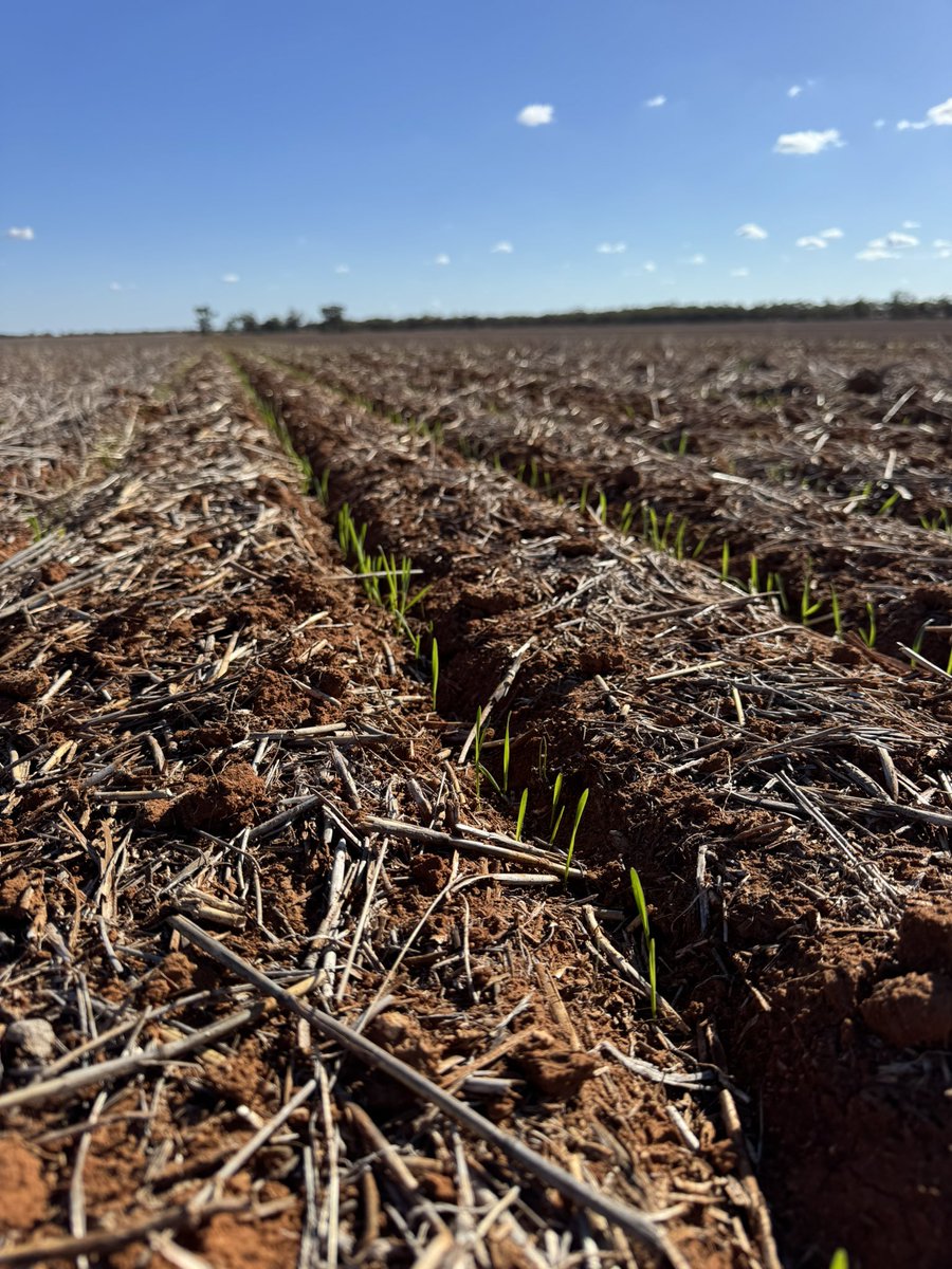AzzHutcho (@aaronhutcho) on Twitter photo Sunmaster on its way after 28mm over two events 10-14days ago. Really liking the emergence of dry sown crops with Pyroxasulfone, with Trifluralin still showing some small symptoms. More price reductions, now pyroxasulfone off patent, is increasing area fast on my marginal farm. Sunmaster on its way after 28mm over two events 10-14days ago. Really liking the emergence of dry sown crops with Pyroxasulfone, with Trifluralin still showing some small symptoms. More price reductions, now pyroxasulfone off patent, is increasing area fast on my marginal farm.