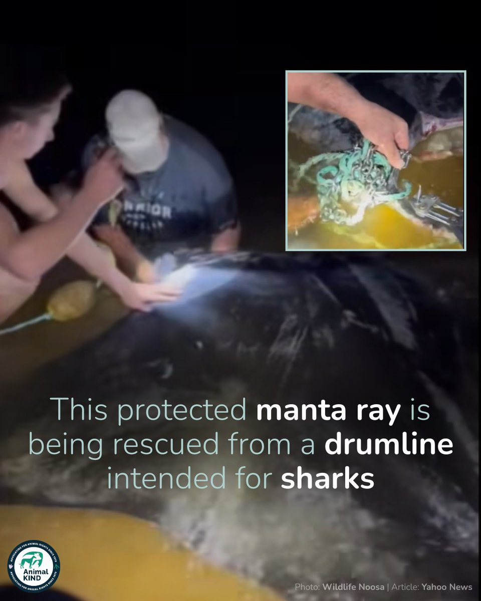 animalkind_aus's tweet image. Hooked. Tangled. Struggling to survive. It took rescuers over an hour to free them.

This is the dark side of Qld&apos;s &quot;shark control program&quot;, which doesn&apos;t make beaches safer for anyone.

#netsoutnow

🗞️ Yahoo News, Monday 2 June