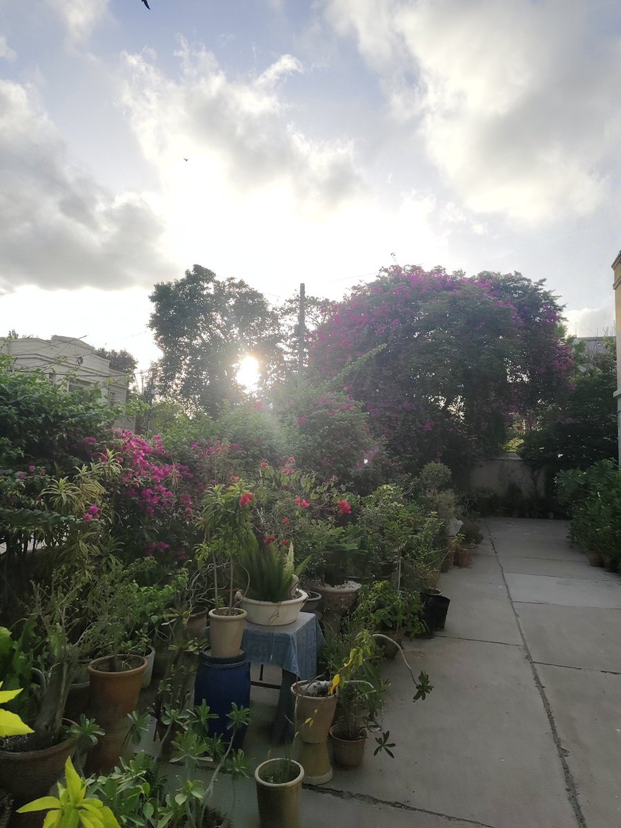 Nature's reminder... Light peeking through the darker leaves, symbolizing hope in the shadows Even in the darkest moments, there's always a glimmer of light. Our garden at sunset. 
#WednesdayMotivation #light
#hope