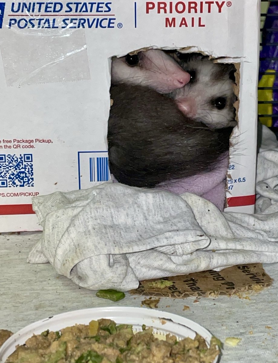 OnceUponaPossum's tweet image. Special delivery 💌