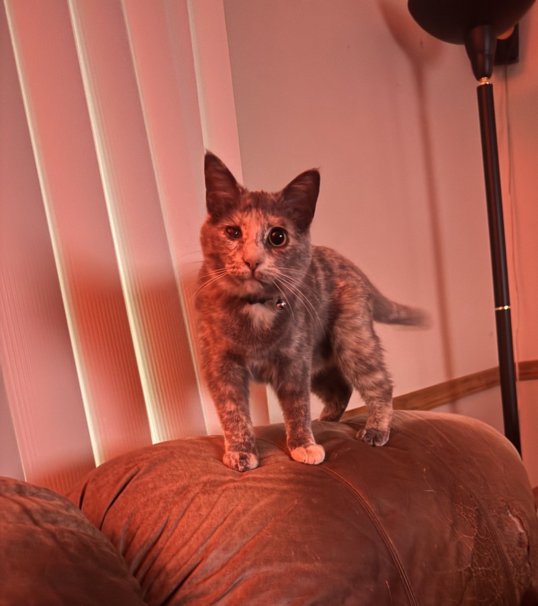 It’s funny, I didn’t choose to have a cat yet there she is