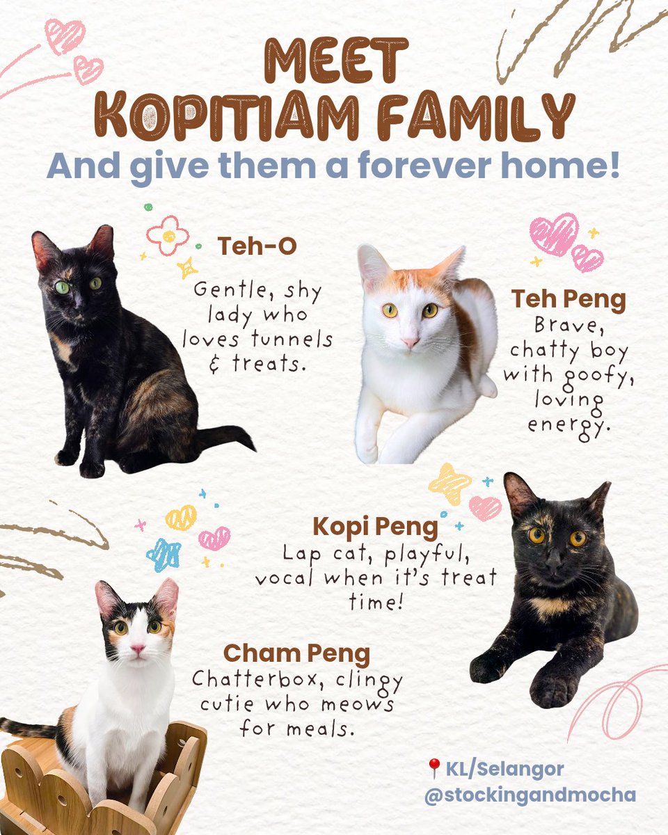 ✨Meet the Kopitiam Fam!✨
💕 Pair adoption only!

🐾 Teh-O (5y) &amp; Teh Peng (11m) – gentle mama &amp; silly son
🐾 Kopi Peng &amp; Cham Peng (11m) – cuddly, vocal sisters

✅ Vaccinated, neutered, litter trained
📍 KL/Selangor
📩 DM @stockingandmocha or 014-2210286

#AdoptCat