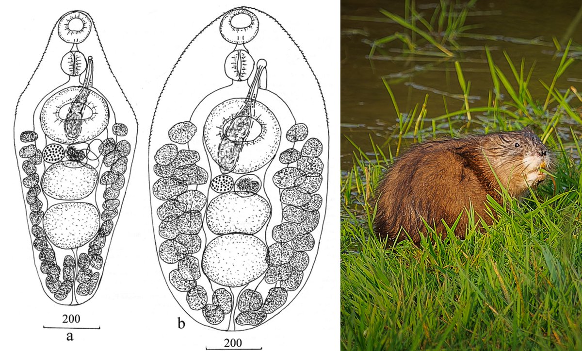 This study reports on two species of Psilotrema fluke which have been found in muskrats: 
Psilotrema limosum, a species previously known from experimental infections in chicken, and P. elegans, a previously undescribed species of fluke.
#WormWednesday
cambridge.org/core/journals/…