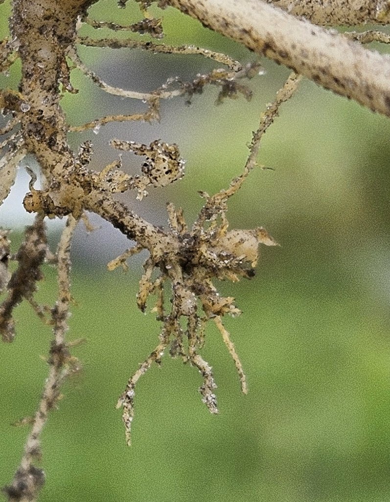 David A. Moreira Cálix tweet media