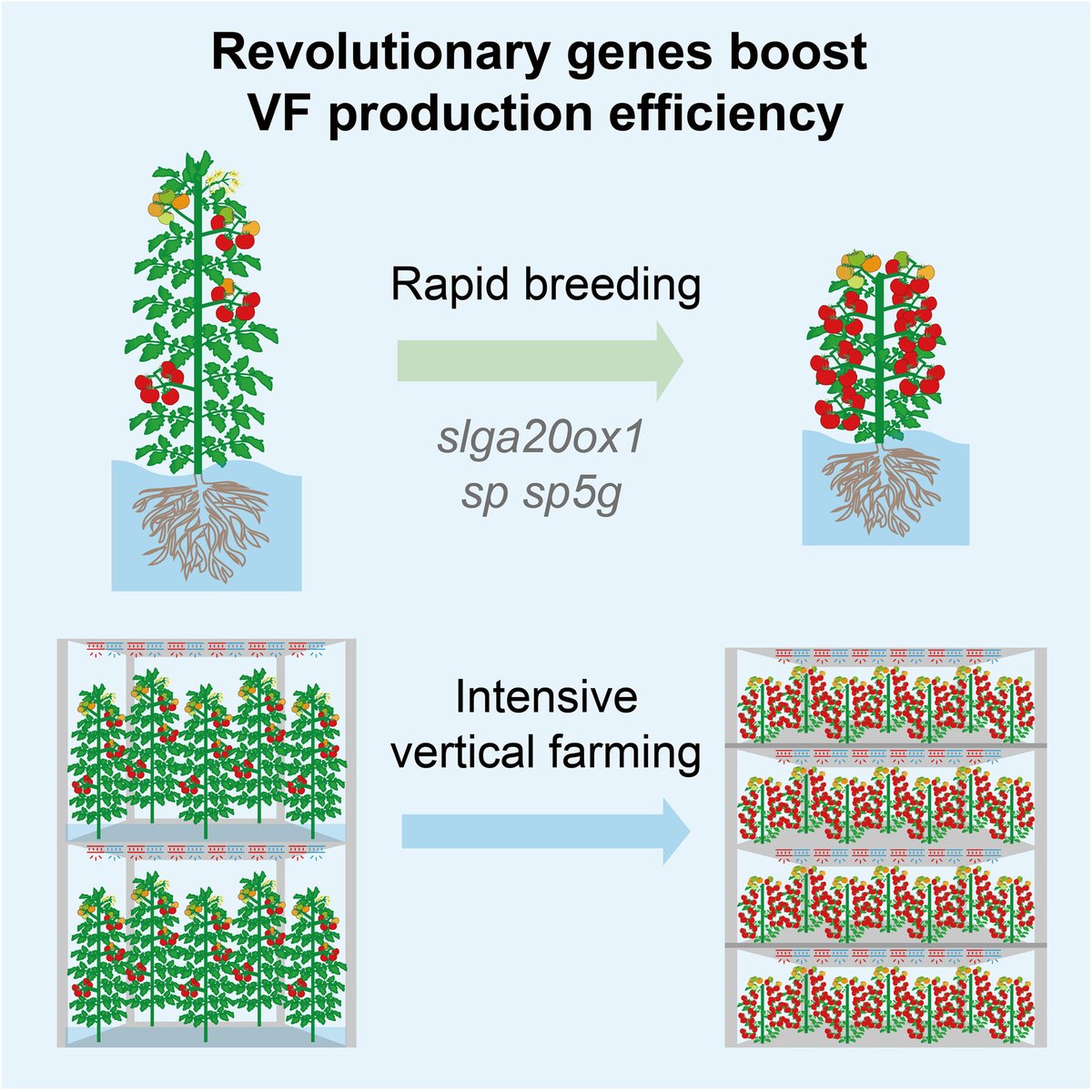 JIPBio's tweet image. Vertical #farming can help alleviate global issues like #urbanization, #FoodSecurity, and #ClimateChange. But challenges exist.
Can #genome editing overcome high costs, substantial energy demands, and low production efficiency?
doi.org/10.1111/jipb.1… @wileyplantsci #PlantSci